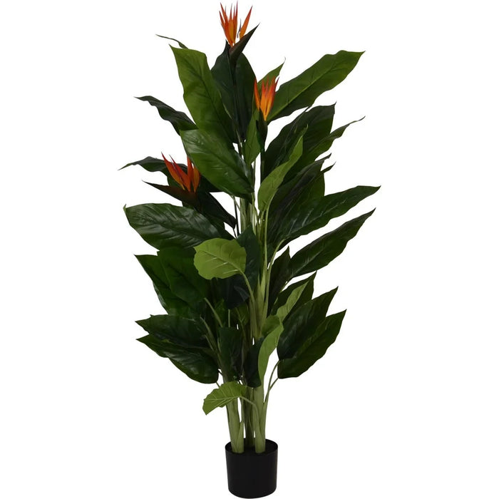 Plant strelitzia Reginea H150cm